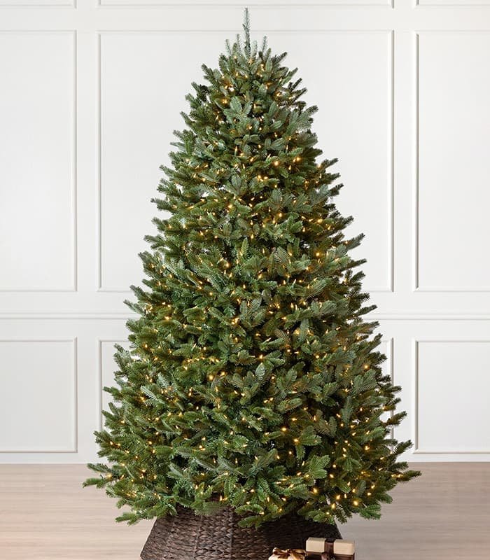 fraser-fir-trees.jpeg Fraser Fir Trees - Görsel 1